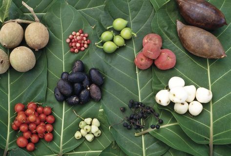 Guide to bush tucker - fruit & berries Aboriginal Food, Bush Tucker, Native Foods, Edible Seeds, Australian Plants, Native Australians, Australian Food, Permaculture Gardening, Australian Native Plants