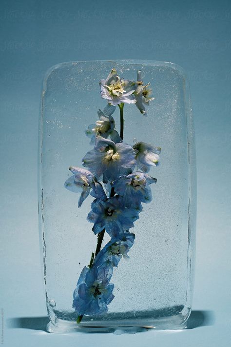 Delphinium Flower, High Key Photography, Ice Cube Melting, Flower Ice Cubes, Ice Aesthetic, Ice Painting, Ice Photography, Delphinium Flowers, Flower Places