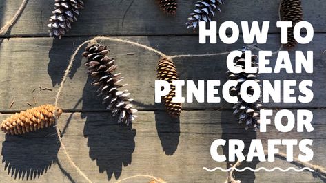 Pine cone crafts DIY crafts how to video cleaning and baking pinecones decorate pinecones ornaments Pinecone decor holiday decorations DIY pinecone tutorial how to clean pinecone tutorial Baking Pinecones, Pine Cone Crafts Diy, Holiday Decorations Diy, Pinecones Ornaments, Pinecone Decor, Fire Starters Diy, Cone Crafts, Diy Pinecone, Pinecone Ornaments