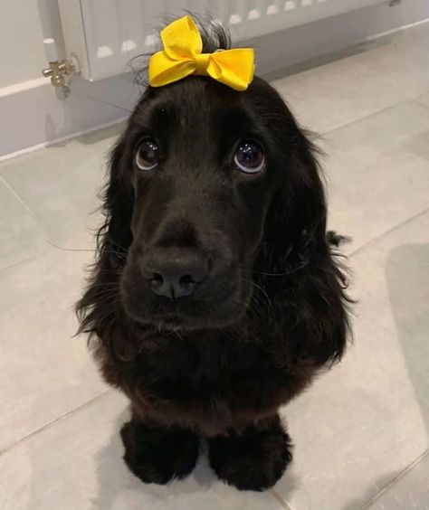 cocker dogs 🐕 on Instagram: “𝗖𝗿𝗲𝗱𝗶𝘁𝘀 𝘁𝗼📸 @_nellie_thecockerspaniel 🥰 ❤️ tag your friends ❤️ who loves 🐾Cocker Spaniel 🐾 ➖ . #cockerspaniel #cockerspanielofamerica…” Silly Animal Pictures, Cocker Dog, Very Cute Dogs, Pretty Dogs, Dog Safety, Super Cute Animals, Cute Animal Photos, Cute Animal Pictures, Black Dog