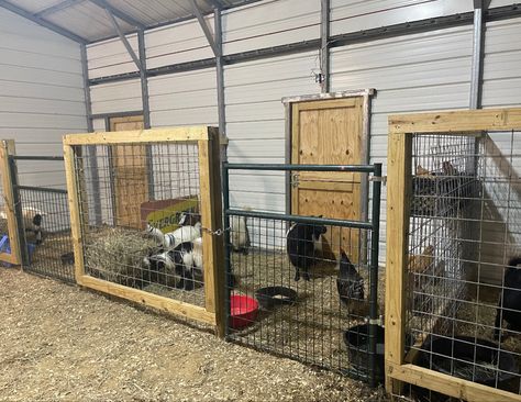 Metal Goat Shed, Goat Stalls In Barn, Goat Stalls, Goat Shed, Barn Layout, Barn Remodel, Stall Fronts, Barn Stalls, Goat House