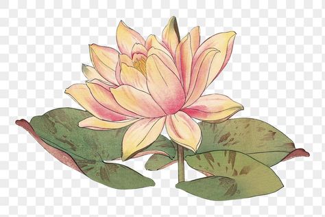 Lotus Flower Background, Lotus Flower Png, Ukiyo E Art, Japanese Lotus, Png Frame, Sticker Png, Flower Background, Ukiyo E, Aesthetic Stickers