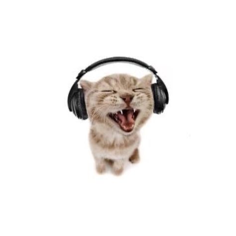 A Cat, Headphones, The World, Music