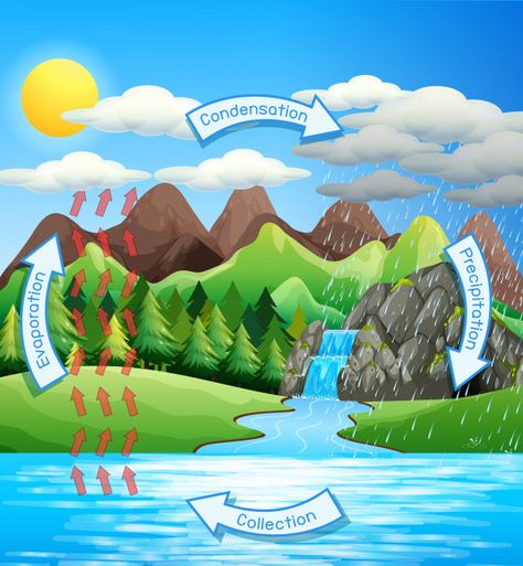 Water Cycle Process, Water Cycle Project, Preschool Poems, Science Clipart, The Water Cycle, School Wall Art, Science Projects For Kids, Science Activities For Kids, Water Cycle