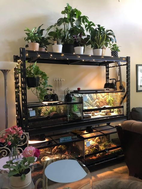 Fish Tank And Plant Room, Planted Terrarium Tank, Pet Turtle Aesthetic Tank, Reptile Shelf Ideas, Multiple Reptile Tank Setup, Snake Cage Aesthetic, Turtle Tank Aesthetic, Aesthetic Turtle Tank, Animal Room Aesthetic