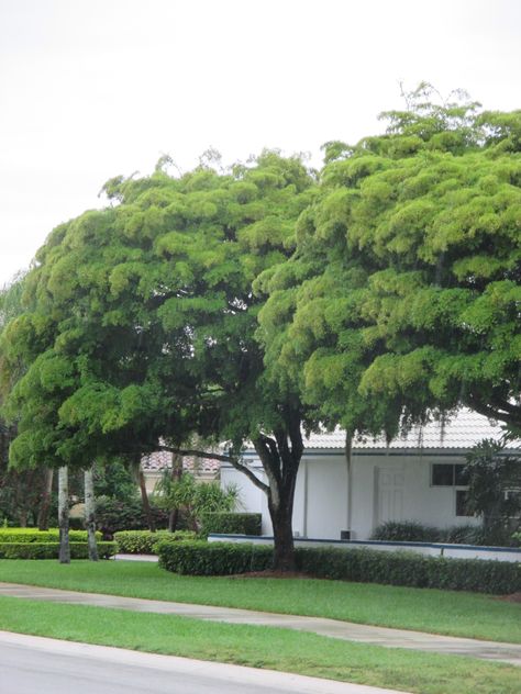 Shady Lady Tree - hardy, larger canopy tree      Universal Landscape, Inc.  www.universaldevgroup.com Shady Lady Tree, Canopy Trees, Canopy Structure, Lovely Landscapes, Canopy Glass, Portable Canopy, Deck Canopy, Canvas Canopy, Beach Canopy