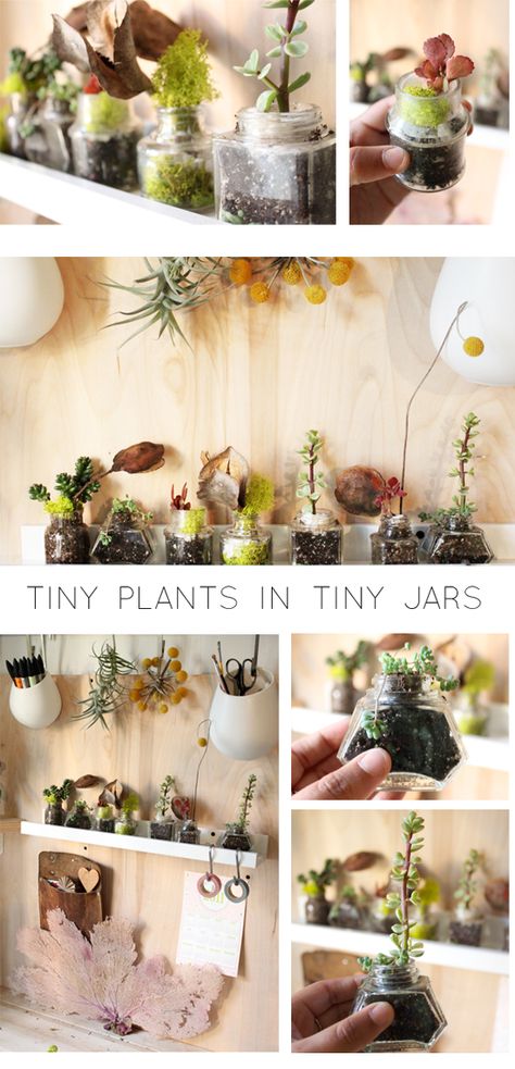 This is way too cute...plants in 100 year old ink jars! (photo: Justina Blakeney) Indoor Mini Garden, Small Pots, Mini Terrarium, نباتات منزلية, Tiny Jars, Succulent Cuttings, Tiny Plants, Vintage Jars, Indoor Gardens