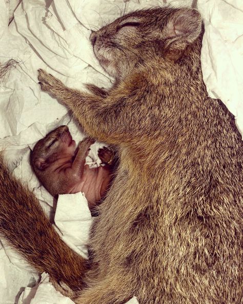 Pregnant Squirrel Returns To People Who Rescued Her To Have Her Baby - The Dodo Give Birth, Save Her, Animals Friends, Where To Go, South Africa, Cute Animals, Animals