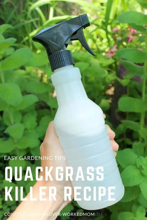 Quackgrass Killer Recipe That is Pet Safe and Effective Homemade Cleaning Recipes, Grass Weeds, Landscape Spotlights, Solar Landscape Lighting, Perennial Grasses, Solar Landscape, Ideas Garden Design, Bug Killer, Solar Deck Lights