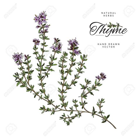 Wild Mountain Thyme Tattoo, Mint Tattoo, Creeping Flowers, Thyme Herb, Creeping Thyme, Draw Hair, Floral Tattoo Sleeve, Collar Bone Tattoo, Tattoo Project