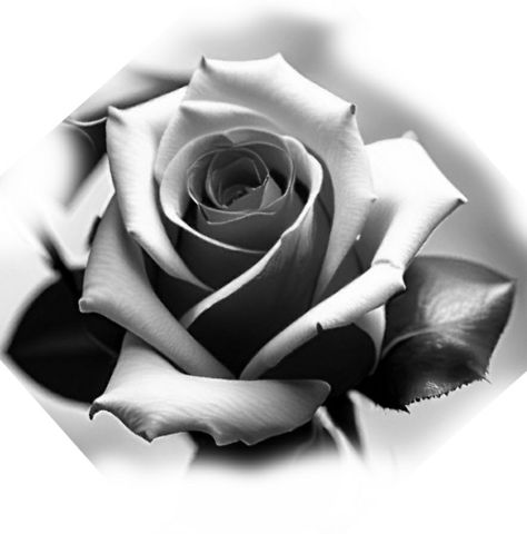 Rose Black Tattoo Design, Woman With Crown Tattoo, Rose Tattoo Design Realistic, Black And Grey Rose Photography, Rose Drawing Realistic, Rosa Tattoo Designs, Flower Realistic Tattoo, Rose Reference Black And Grey, Two Roses Tattoo Design