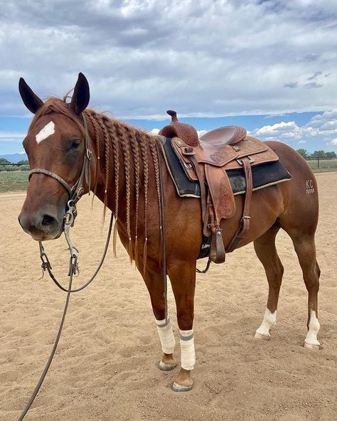 Aqha Horses, Reining Horses, Cute Horse Pictures, Horse Mane, Barrel Racing Horses, Horse Riding Clothes, Rodeo Horses, Quarter Horses, Barrel Horse