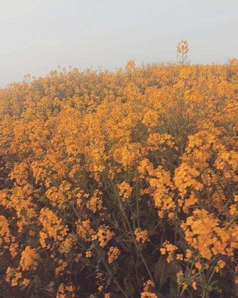 It's absolutely hell with the amount of pollen, but absolutely gorgeous to walk through,, Pollen Aesthetic, Rapeseed Field, Field Aesthetic, Aesthetic Wallpapers, Walking, Wallpapers