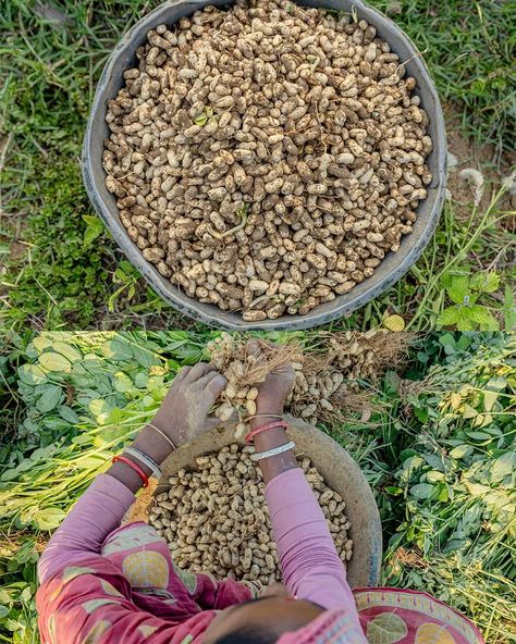 Peanuts Harvesting Peanuts harvesting is done through many processes, First of all, water is added to the ground to soften the soil so that the trees come up very easily, Nuts are separated from the trees by beating the trees to make fences and some separate them by hand. Then time to dry the nuts, its take one or two week to dry. . . . #documentaryphotography #capturewithcanon #peanuts #harvestingtime #ruralbengal #kachabadam #eyesofshibasish #thepicsmaniac #rainyseason #thenuclear_11 #sna... Village House Design, The Soil, Documentary Photography, Nuts, Soil, Peanut, Trees, House Design, Water