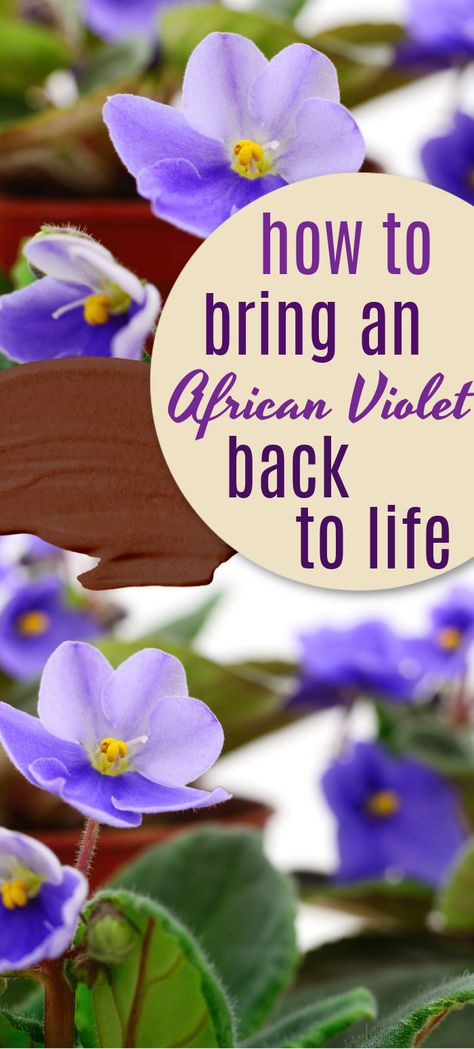 How To Care For African Violets, Caring For African Violets Houseplant, How To Repot African Violets, Growing African Violets Indoors, Repotting African Violets, How To Grow African Violets, How To Propagate African Violets, African Violets Plants For Sale, African Violets Propagation