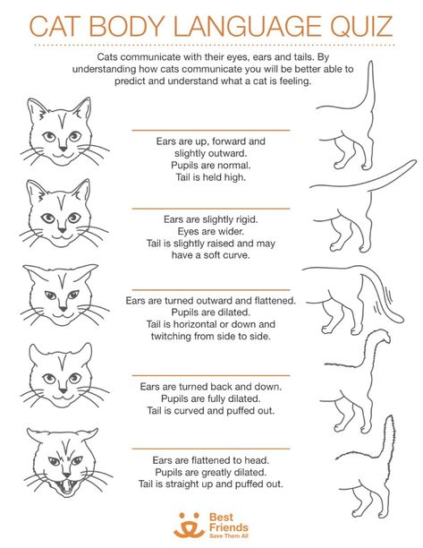 Test your cat knowledge! Do you know what your cat's ears, eyes, and tails are telling you? Fill in the blanks! Cat Tail Signs, Cat Body Language, Cat Knowledge, Language Quiz, Cat Ears And Tail, Wolf Tail, Cat Body, What Cat, Animal Drawing