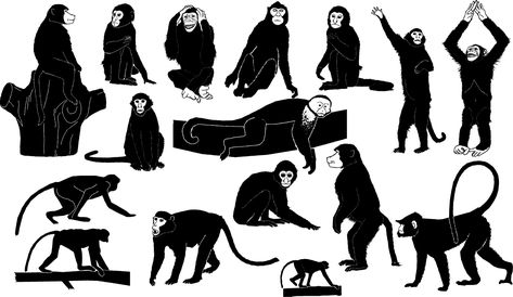 Monkey silhouettes  #african #baboon #chimpanzee #Forest #gorilla #jungle #mammal #monkey #Nature #orangutan #primate #Safari #Wildlife #zoo #animals Imaginary Creatures, Capuchin Monkey, Png Logo, Baboon, Silhouette Free, Primates, Zoo Animals, Free Clip Art, Poster Template