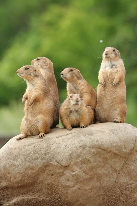 Prairie dogs on rock stock image. Image of rodent, brown - 5507029 Prairie Animals, Black Tailed Prairie Dog, Prairie Dogs As Pets, Prairie Dogs, Old Cabin, Prairie View, Wind River, Dog Rocks, Prairie Dog