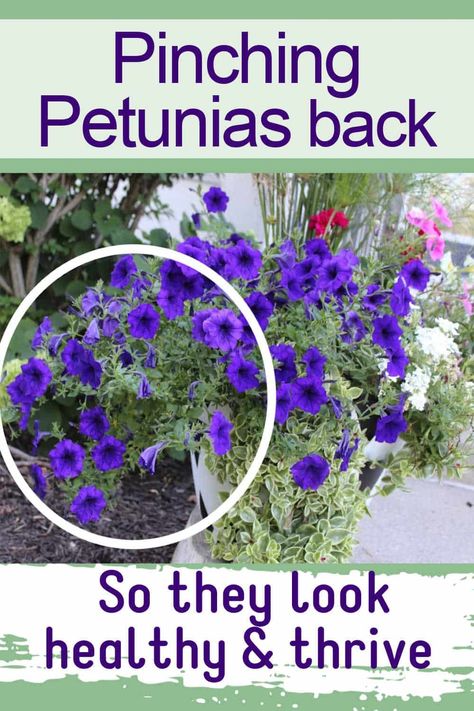 How to fix leggy petunias. Makes your whole plant look healthy and thriving. Petunia Planter, Petunia Care, Backyard Planters, Wave Petunias, Petunia Plant, Petunia Flower, Porch Planters, Container Gardening Flowers, Hanging Plants Indoor