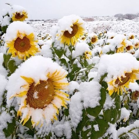 Snow covered sunflowers. Let's Make Art, Sunflowers And Daisies, Sunflower Pictures, Sunflower Garden, Sunflower Wallpaper, Sunflower Fields, Henri Matisse, Pretty Flowers, Life Is Beautiful