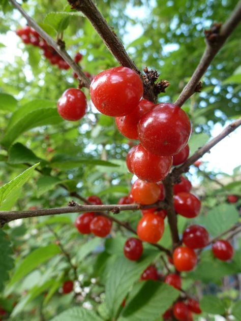 Nanking cherries Nanking Cherry, Spiced Vegetables, Natural Drinks, Edible Gifts, Exotic Fruit, Edible Plants, Best Fruits, Tropical Fruits, Edible Flowers