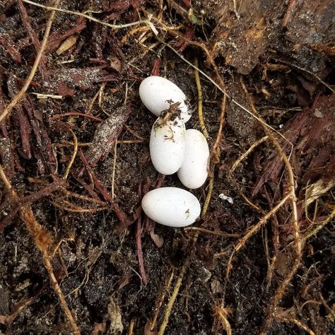 Found snake eggs in garden need to relocate them. Any advice? Snake Eggs, Garden Snake, Garden Snakes, Abbott Elementary, Transformation Project, Small Snakes, Gardening At Home, Better Homes And Garden, Easy Gardening