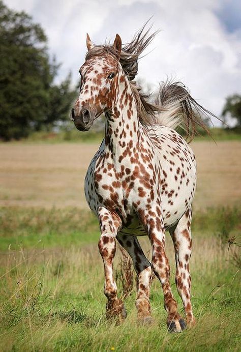 Horse Leopard Appaloosa, Regnul Animal, Appaloosa Horses, Majestic Horse, All The Pretty Horses, Horse Crazy, Airbrush Art, Appaloosa, Pretty Horses