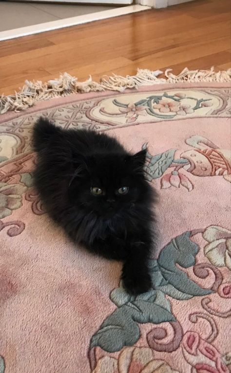 Longhaired Black Cat, Black Fluffy Cat, Carpet Cute, Fluffy Black Cat, Old Carpet, A Black Cat, Wooden Floor, Dessin Adorable, Fluffy Cat