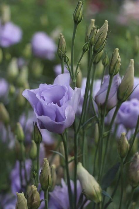 Lavender Lisianthus, Purple Lisianthus, Lisianthus Flowers, Pretty Flowers Pictures, Purple Flowers Garden, Flower Identification, Ard Buffet, Cottage Garden Plants, Moon Garden