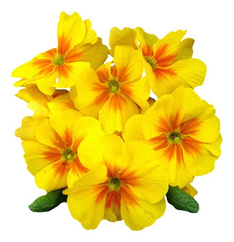 Yellow Flowers Bouquet, Primrose Flower, Flower Png Images, Beautiful Bouquet Of Flowers, Flower Border, Spring Blossom, Flower Images, Yellow Roses, Flowers In Hair