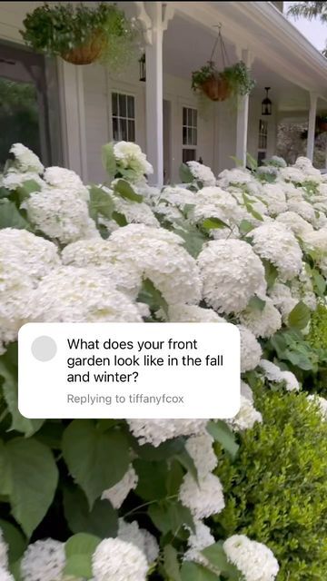 Skye Hamilton • Home & Garden • Hydrangea Queen on Instagram: "In my opinion, the very best thing about using smooth hydrangeas in a front landscape, is the ability to prune them back so much in the winter. Smooth hydrangeas can take the hardest prune of any variety. I cut mine to between 15 -18 inches after we reach full dormancy ( consistently under 32° at night). Because I’ve planted wintergem boxwoods in front of them, they are camouflaged during the winter. I have @provenwinners Incrediballs across my front porch, but there are other smooth varieties to choose from. They can take full sun in zones 6a and lower, but need late afternoon and evening shade in 6b and higher. #hydrangeaqueen #ShareYourGarden #MyGardenThisMonth #HomeAndGarden #HomeAndGardenIG #Garden.ig #MyGardenToday #Gard White Farmhouse With Hydrangeas, Boxwood Hedge With Hydrangea, Front Of House Landscape Ideas Hydrangea, Raised Hydrangea Bed, Split Rail Fence Hydrangeas, Boxwood Trees Landscaping, Knockout Roses And Hydrangeas, Evergreens In Front Of House, Flower Beds In Front Of House Hydrangea