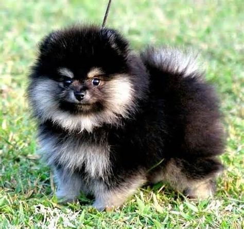 2 mo. old black and tan www.bittsandbytes.net Pomeranian Black, Tan Pomeranian, Baby Pomeranian, Spitz Pomeranian, Pomeranian Breed, Black Pomeranian, Pom Dog, Cute Pomeranian, Pomeranian Puppies