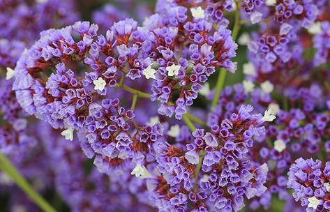 Limonium Perezii, Plants For Zone 9, Echeveria Afterglow, Zone 9b, Sea Lavender, Purple Flowers Garden, Seaside Garden, Filler Flowers, Flower Identification