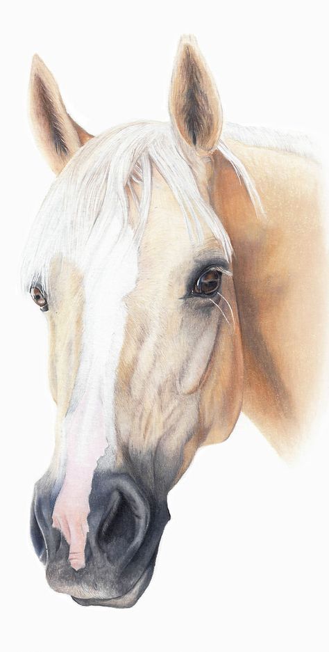 Pet Portrait Gallery | spratt Horse Sketch Art, Equine Art Pencil Drawings, Horse Pencil Drawing, Horse Head Drawing, Watercolor Horse Painting, Equine Artwork, Horse Canvas Painting, Horse Art Drawing, Horse Sketch