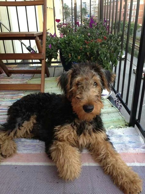 Airedale Terrier Pup♡ Airdales Puppies, Welsh Terrier Puppy, Airedale Terrier Drawing, Airedale Terrier Art, Airedale Terrier Aesthetic, Airdel Terrier, Airedale Terrier Puppies, English Terrier, Airedale Dogs