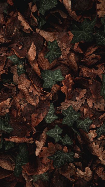 Brown Eyes Aesthetic, Green Academia, Dark Green Wallpaper, Hazel Green, Eyes Wallpaper, Dark Green Aesthetic, Forest Photos, Brown And Green, Brown Wallpaper