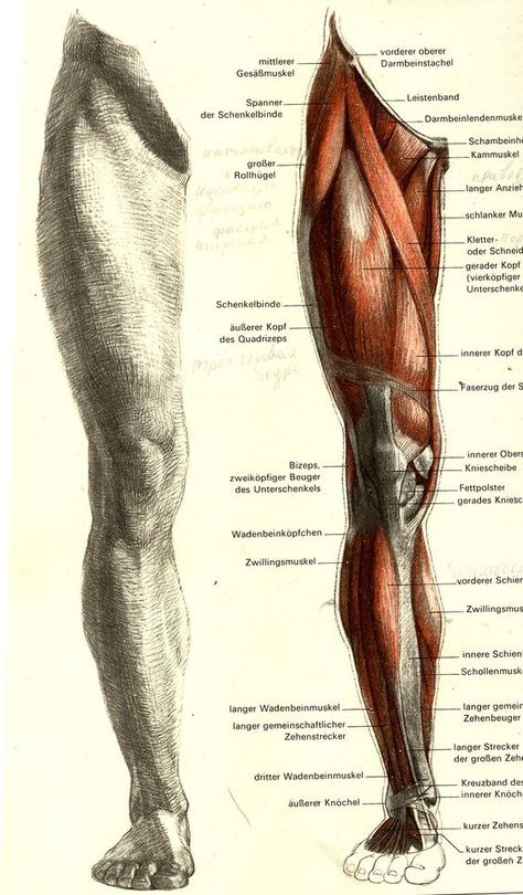 Leg Muscles Anatomy, Leg Anatomy, Human Muscle Anatomy, Anatomy Images, Anatomy Sculpture, Human Leg, Human Body Anatomy, Anatomy Tutorial, Human Anatomy Drawing