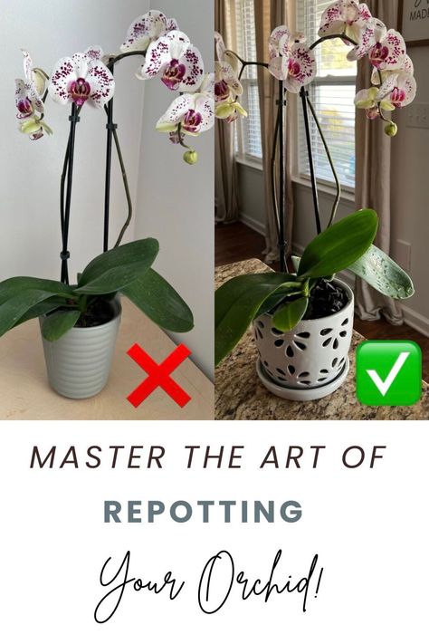 A Step-by-Step Guide to Repotting Your Orchid Ready to give your indoor orchid the TLC it deserves? Our guide to repotting your orchid is here to help! Dive into the world of houseplant care with expert tips tailored specifically for indoor orchids. Whether you're a seasoned plant enthusiast or just starting out, this guide will ensure your orchid thrives in its new home. #HousePlants #IndoorOrchids #OrchidCare #RepottingGuide #PlantCareTips Repot Orchids How To, How To Repot An Orchid, Repotting Orchids How To, Growing Orchids Indoors, How To Take Care Of An Orchid, How To Repot Orchids, Orchid Care For Beginners, How To Care For Orchids Indoors, How To Care For Orchids