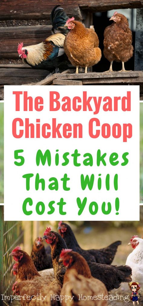 Chicken Coop Kit, Backyard Chicken Coop, Urban Chicken Farming, Best Egg Laying Chickens, Portable Chicken Coop, Egg Laying Chickens, Chicken Coop Run, Urban Chickens, Backyard Chicken Farming