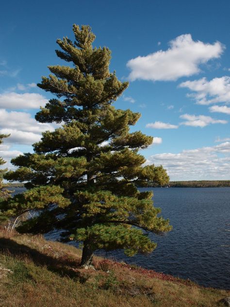 White Pine Tree Tattoo, Eastern White Pine Tree, Pinus Strobus, Landscape Border, Scandinavian Forest, Pine Seeds, River Garden, White Pine Tree, Live Christmas Trees