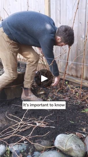 Get your raspberry patch ready for the season with these 3 pruning tips! #howtogrowraspberries #growingraspberries #pruningraspberries #gardeningtips... | By James CalsonFacebook Pruning Raspberries, Raspberry Patch, Growing Raspberries, Gardening Tips, Raspberry