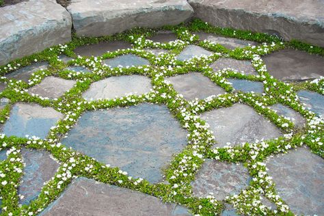 Flagstone Pathway, Fine Gardening Magazine, Lawn Alternatives, Stone Patio, Flagstone Patio, Rock Garden Landscaping, Fine Gardening, Ground Cover Plants, Garden Pathway