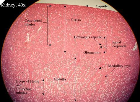 x Kidney Histology, Pathology Study, Loop Of Henle, Histology Slides, Urinary System, Gross Anatomy, Connective Tissue, Human Anatomy And Physiology, Urinary Tract