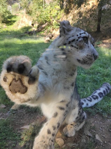 Snow Leopard Side View, Snow Leopard Jumping, Snow Leopard Funny, Snow Leaped, Snow Leperds, Snow Leopard Fursona, Leopard Fursona, Snow Leopard Aesthetic, Snow Leopard Oc