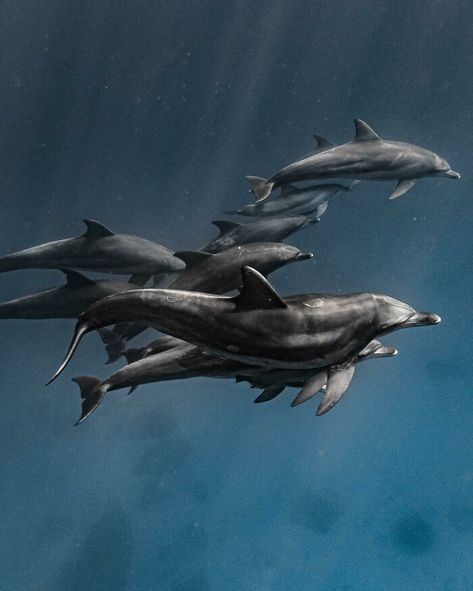 A Pod Of Bottlenose Dolphins Pod Of Dolphins, Weedy Sea Dragon, Leopard Shark, Animal Learning, Underwater Images, Incredible Photos, Baby Sea Turtle, Cute Seals, Bottlenose Dolphin