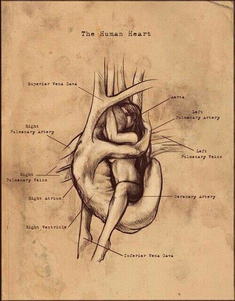 Soulmates Art, The Human Heart, Most Paused Movie Scenes, Deep Art, Romance Art, Human Heart, Romantic Art, Ethereal Art, Anatomy Art