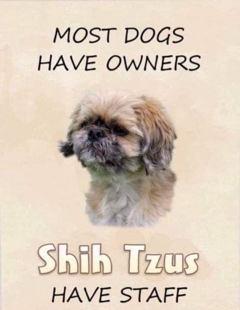 Shitzu Funny, Shih Tuz, Shitzu Dogs, Shitzu Puppies, Dog Advice, Dog Quotes Love, Shih Poo, Pampered Pooch, Signs Funny