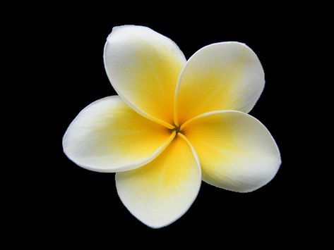 Plumeria Aesthetic Wallpaper, Plumeria Flowers Aesthetic, Fiori Frangipani, Flowers Plumeria, White Plumeria Flowers, Plumeria Tattoo, White Plumeria, Flower Banner, Yellow Plumeria