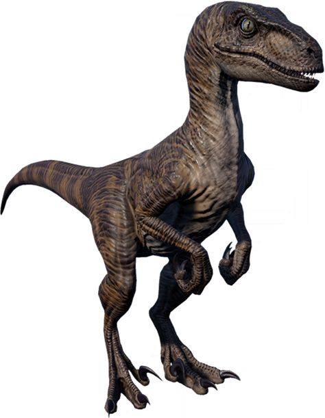 Velociraptor | Jurassic World Evolution Wiki | Fandom Jurassic World Raptors, Jurassic Park Trilogy, Jurassic World Evolution, Raptor Dinosaur, Dinosaur Tattoos, Indominus Rex, Dinosaur Images, Dinosaur Pictures, Jurassic World Dinosaurs