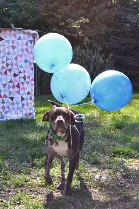 Dog Reveal Ideas, Dog Gender Reveal Ideas, Animal Gender Reveal Ideas, Gender Reveal Ideas Dog, Pet Gender Reveal, Dog Gender Reveal, Dog Balloon Gender Reveal, Gender Reveal Ideas With Dog Pets, Gender Reveal Ideas With Dog